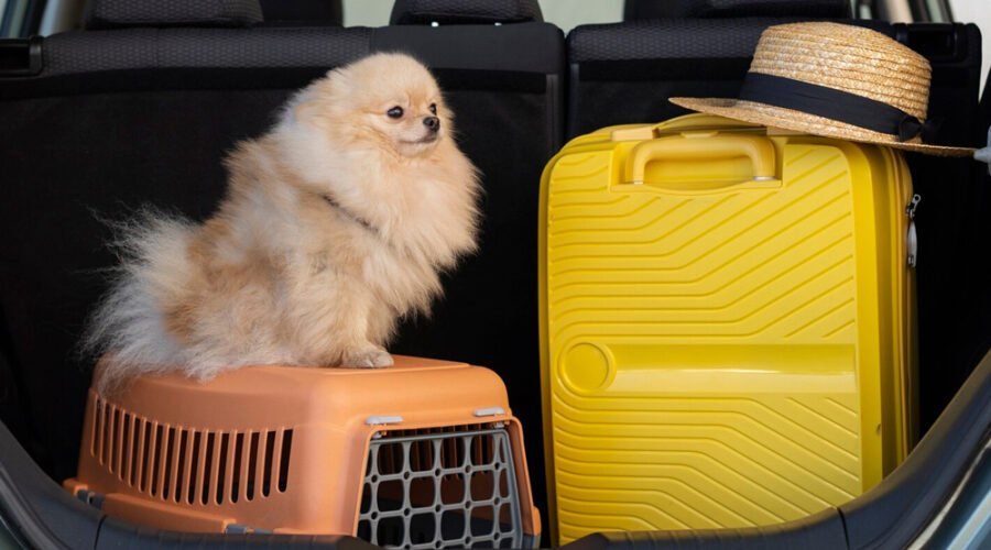 Guida essenziale per viaggiare con cani e gatti: Consigli e trucchi