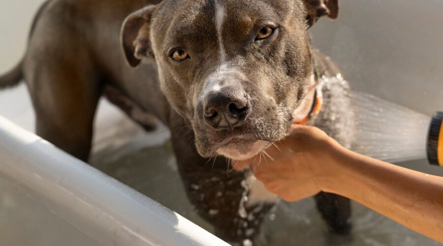 Consigli pratici per proteggere i tuoi animali domestici del calore estivo