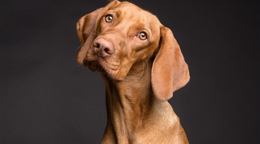 Perchè assicurare il tuo animale domestico? Consigli per una scelta informata