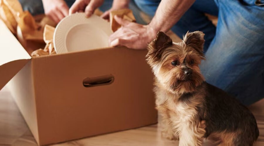 Come traslocare con il tuo animale domestico: Qualche consiglio pratico.