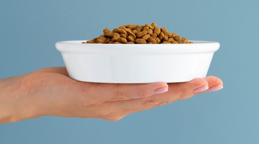 Il miglior cibo per gatti