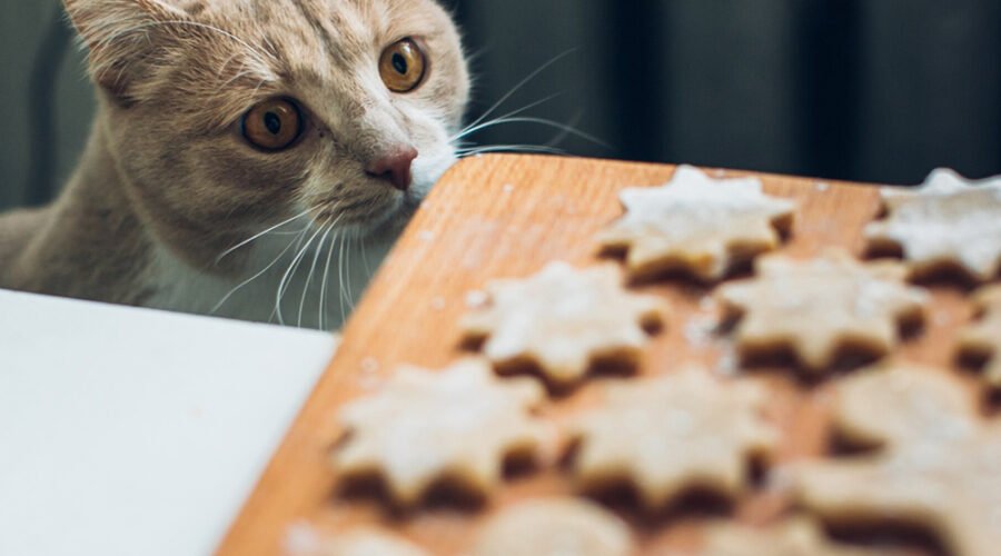 Pericoli alimentari per i nostri animali domestici
