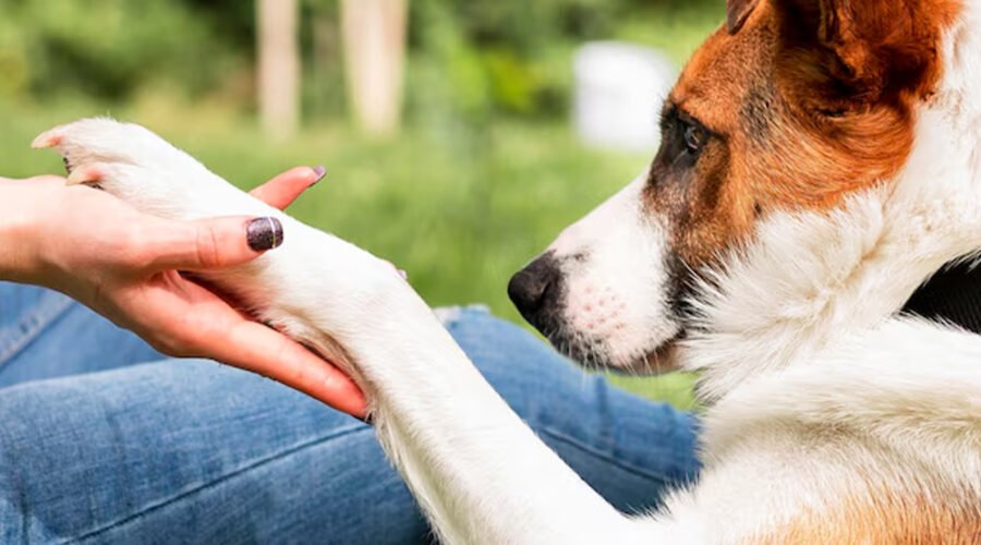 Pet Therapy